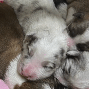 白黒の子犬　3年後…”まさかの姿”に「王子様」「美しく聡明」「モフらせて」「爽やか」