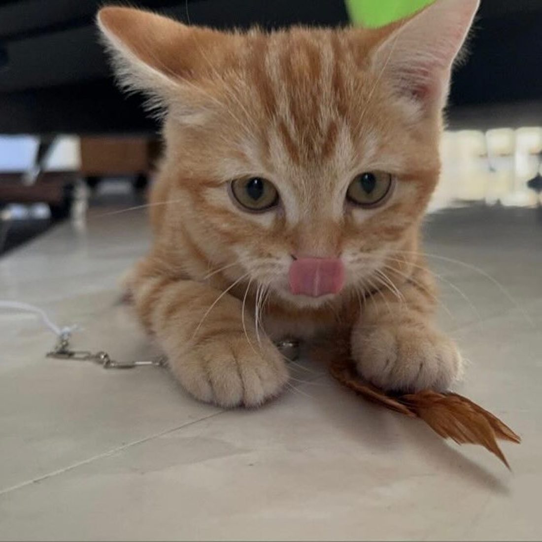 猫を迎えて数日後… 背中にくっきりと書かれている文字に「しかも達筆！」「めっちゃ可愛い」 – ほ・とせなNEWS, image size:1100x1100