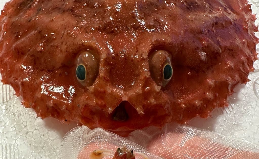 【実際の写真5枚】　漁師さんが見た光景