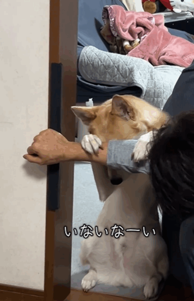 「いないいない」の仕草（@kaaaiii1020さんより提供）