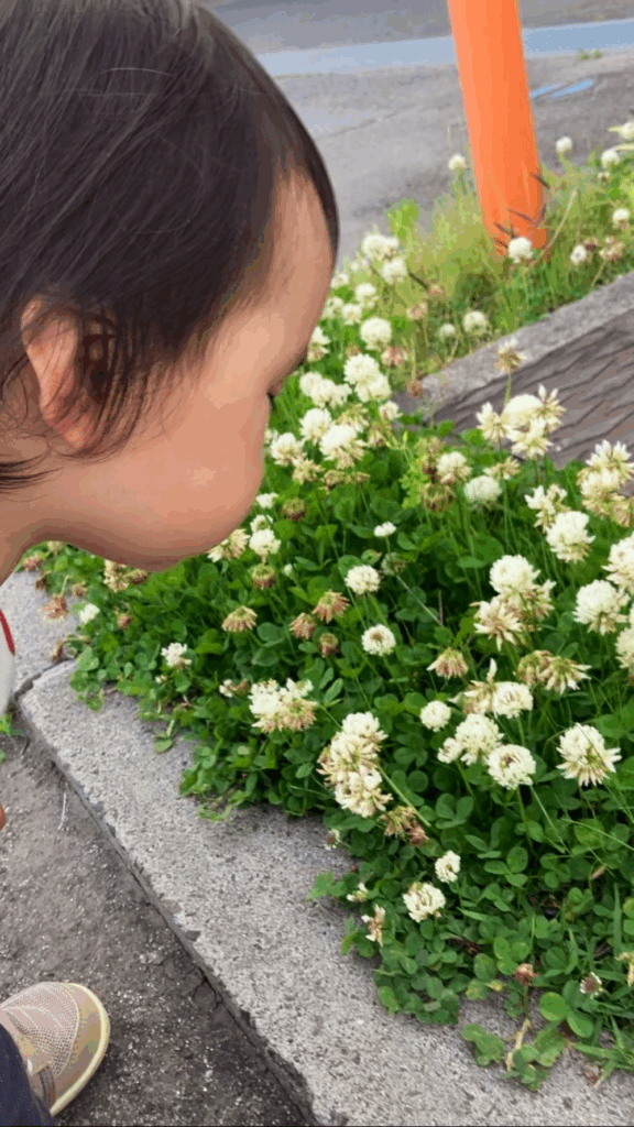 シロツメクサをたんぽぽの綿毛と勘違いしてふーふーする息子さん（@moooochikingさんより提供）