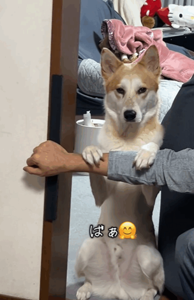 「ばぁ」の仕草（@kaaaiii1020さんより提供）