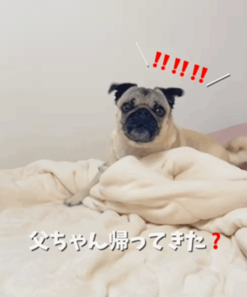 「父ちゃん帰ってきた」というとガバッと起き上がるももこちゃん（@momokopug.0822さんより提供）