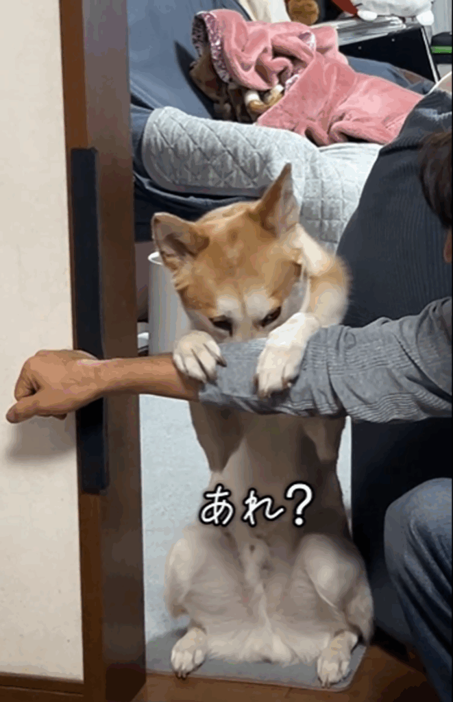 【実際の写真7枚】　飼い主さんが見た光景