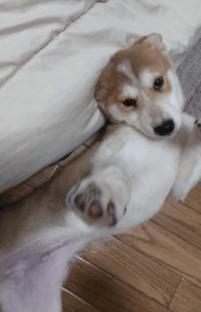 迎えた当時の写真①（@kaaaiii1020さんより提供）