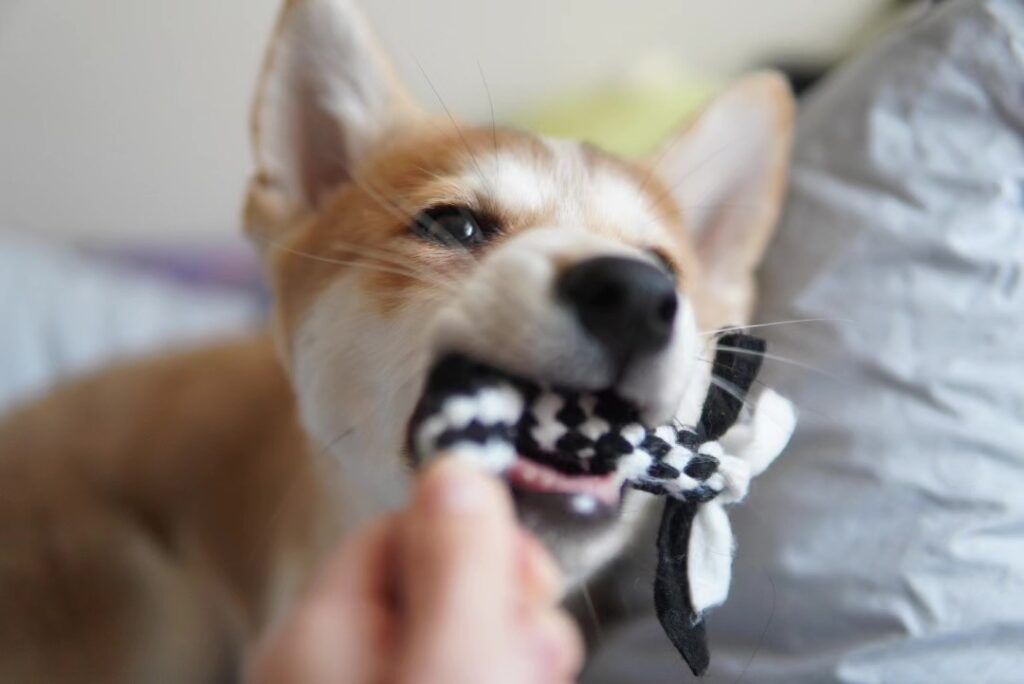 迎えた当時の写真②（@kaaaiii1020さんより提供）