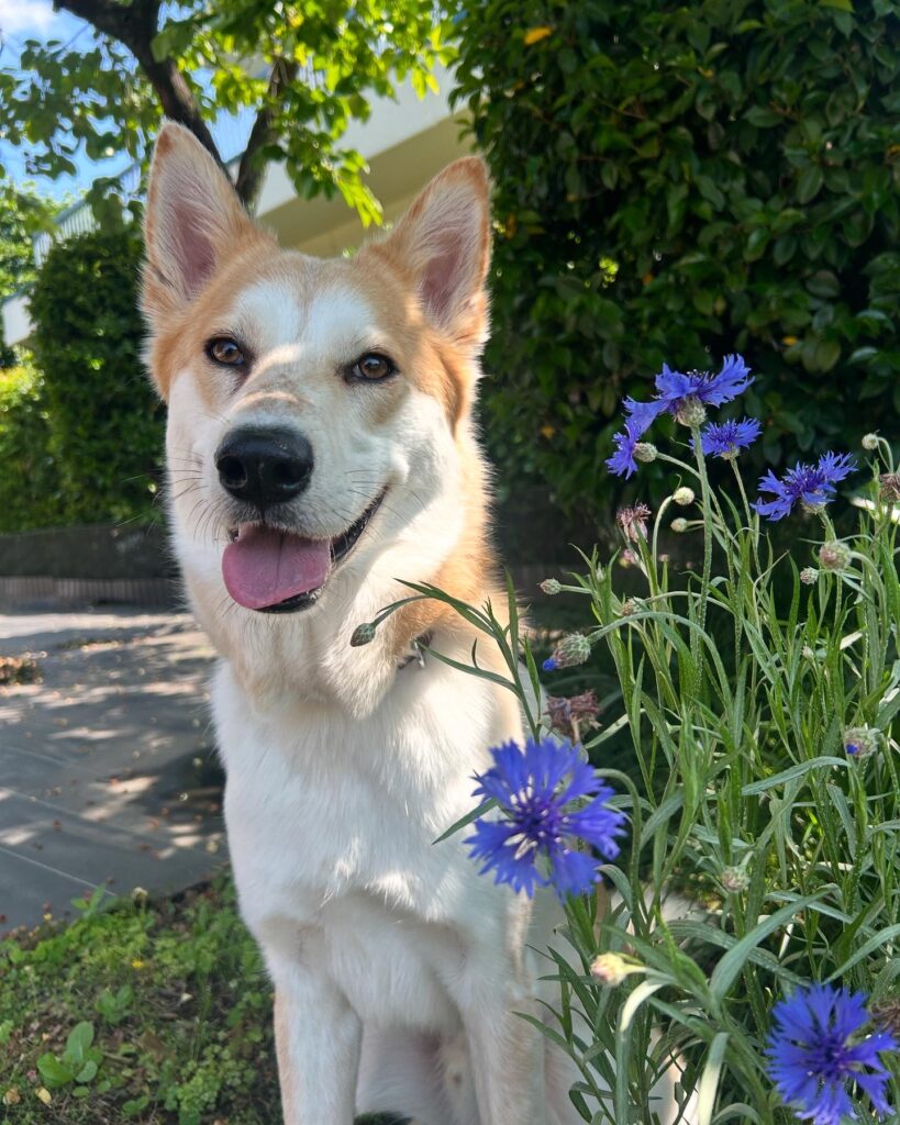 現在の写真①（@kaaaiii1020さんより提供）