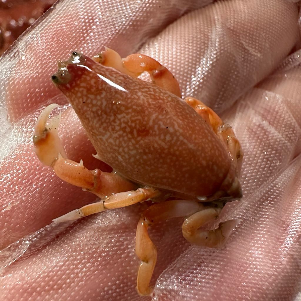 ビワガニ①（@lavca.m.officialさんより提供）