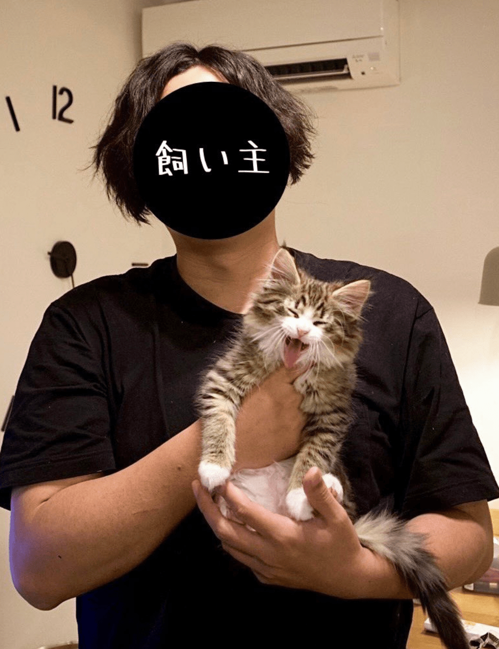 飼い主に抱っこされる『小さな子猫』  →しかし、3年後…まさかの光景に「こんなに大きく育つんですね」「気品が半端ない」「一緒に旅したい」「抱いてみたい…」 – ほ・とせなNEWS, image size:1000x1300