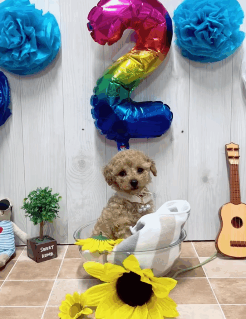 誕生日おめでとう！（＠mocha_kona0615さんより提供）