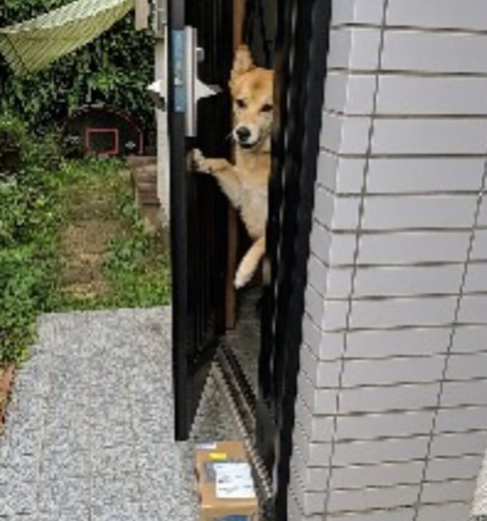 福くんの姿が…！（＠yoshino__017さんより提供）