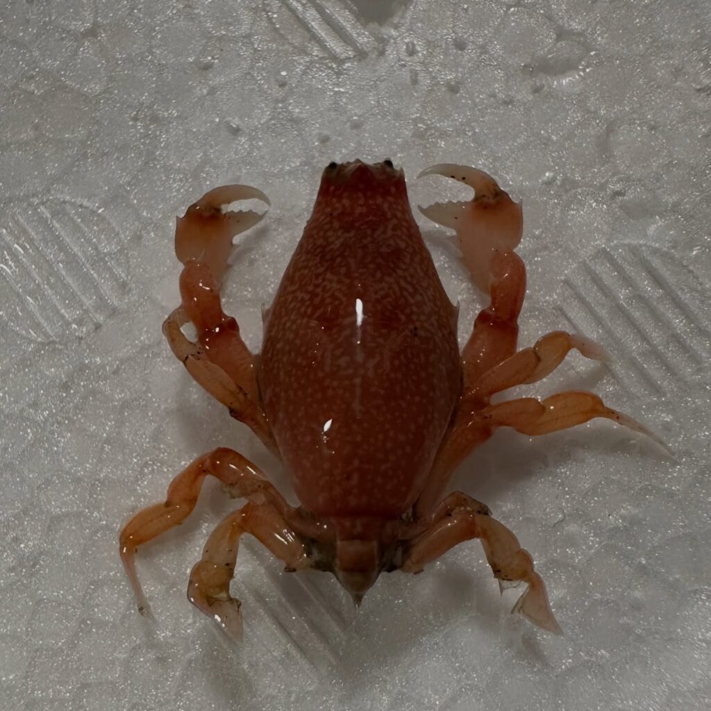 ビワガニ②（@lavca.m.officialさんより提供）