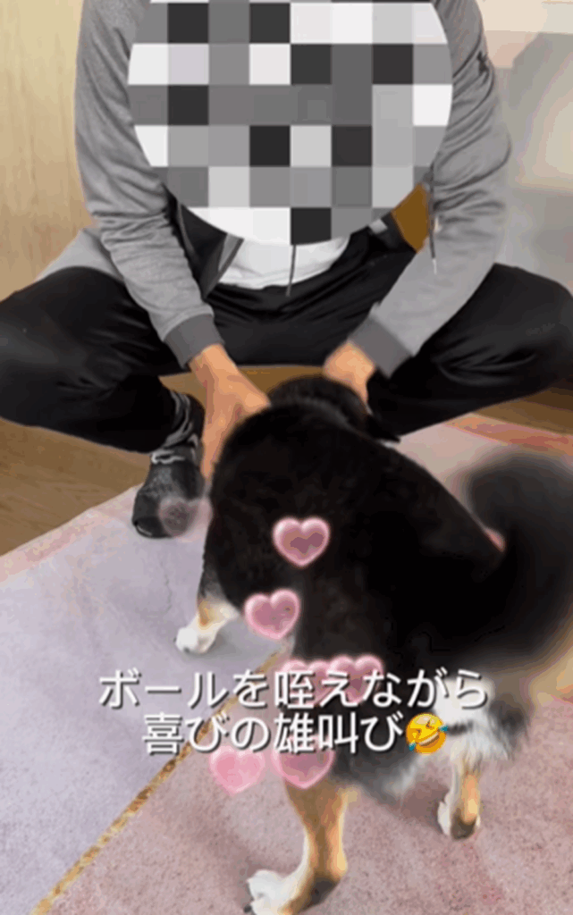 大喜びのあずきちゃん（＠tomomivivi701azukiさんより提供）