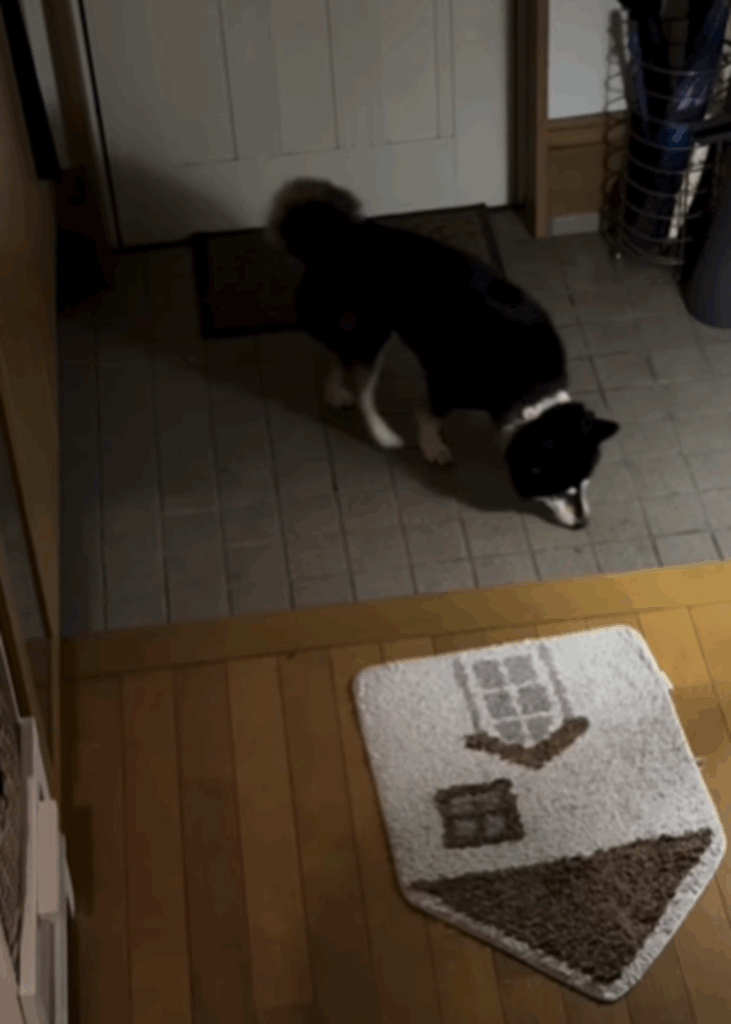 玄関をウロウロ…（＠tomomivivi701azukiさんより提供）