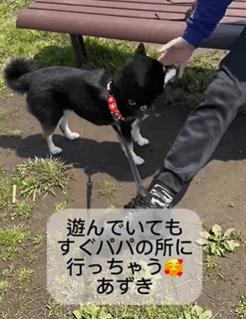 パパさんのところに行くあずきちゃん（＠tomomivivi701azukiさんより提供）