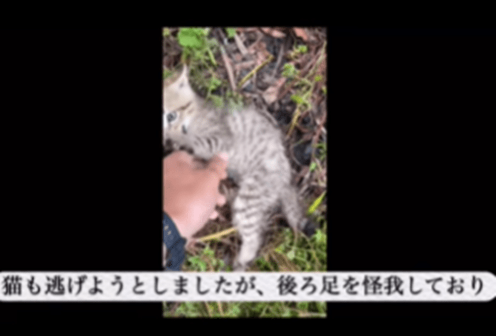 後ろ足をけがしていた（＠mayoineko0507さんより提供）
