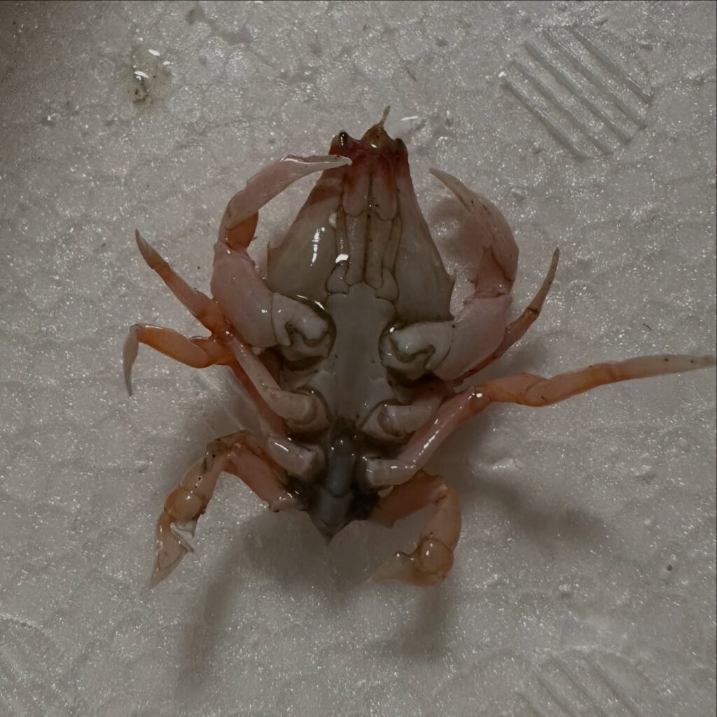 ビワガニ③（@lavca.m.officialさんより提供）