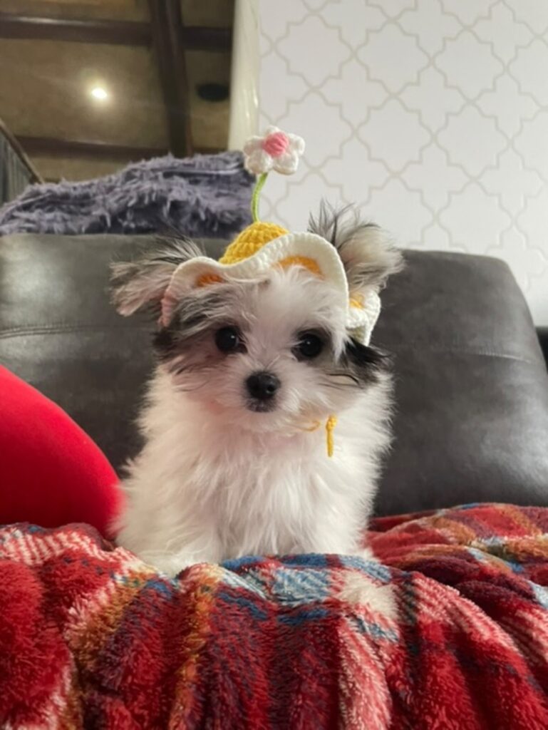 おとちゃんベストショット（@tomococo806さんより提供）