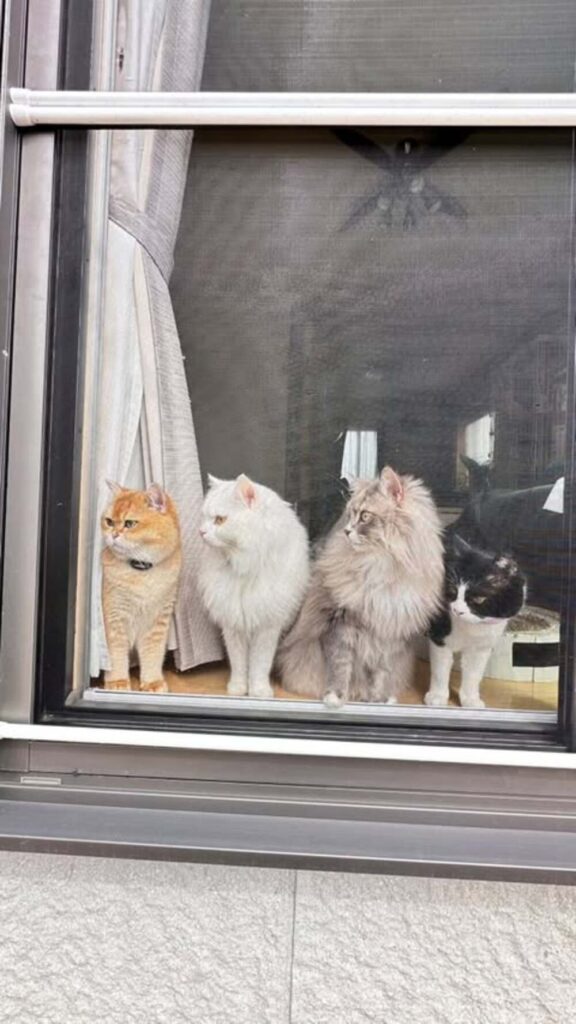 仲良し猫たち（@jim_zaki22さんより提供）