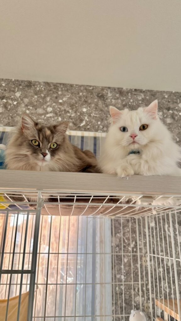 ツキちゃん（左）とるとくん（右）、どちらも2才（@jim_zaki22さんより提供）