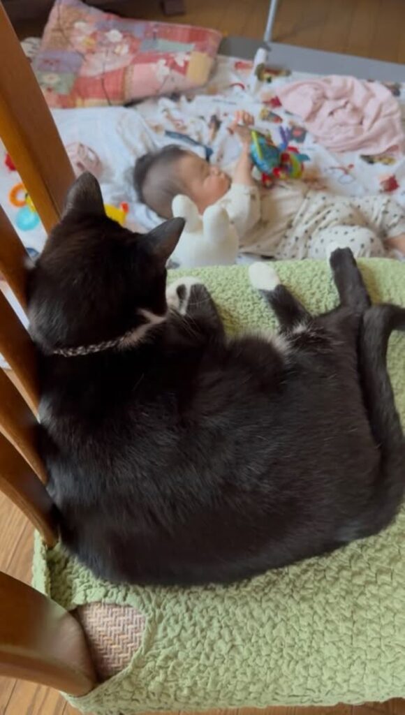 赤ちゃんを見ているいちくん（＠hachiware_2catsさんより提供）