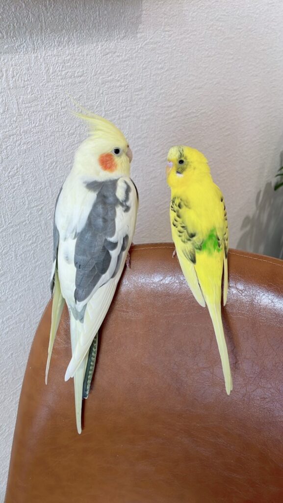 こうちゃんとピー太ちゃん（@koooooo.chanさんより提供）