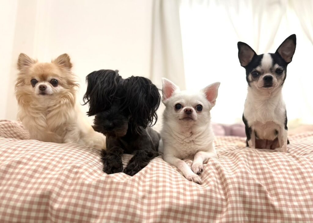 ワンちゃんたち（＠hattaaaaaaanさんより提供）