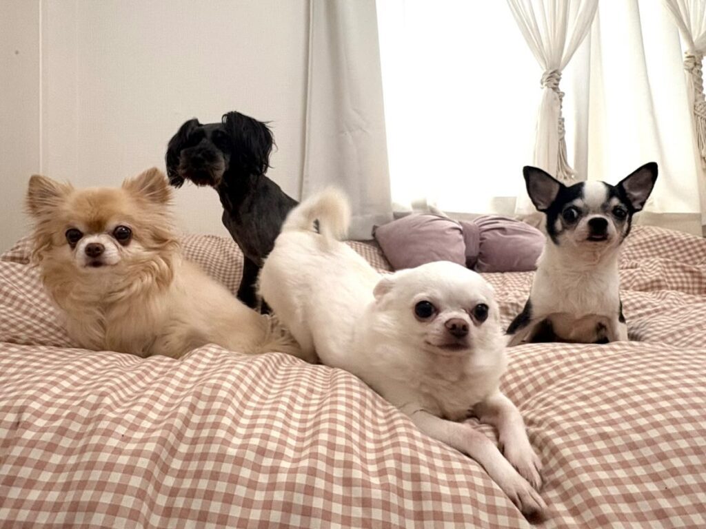 4匹のワンちゃんたち（＠hattaaaaaaanさんより提供）