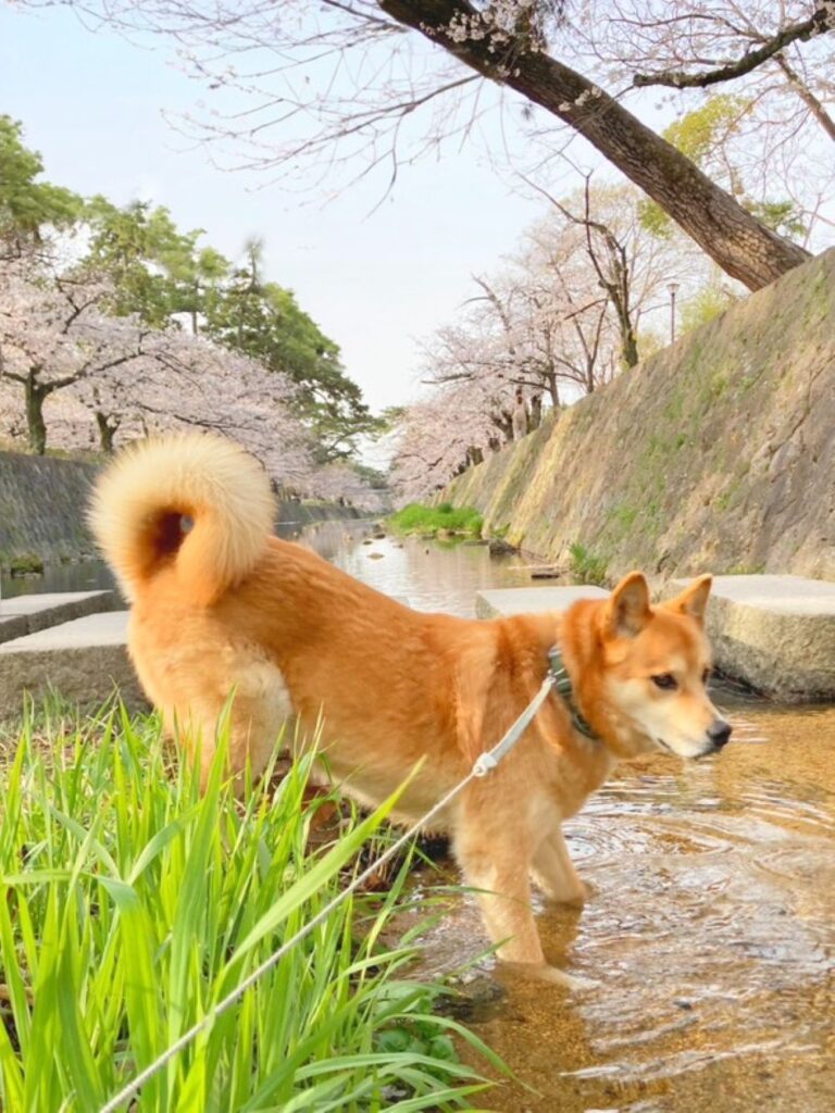 普段の福くんの様子②（＠yoshino__017さんより提供）