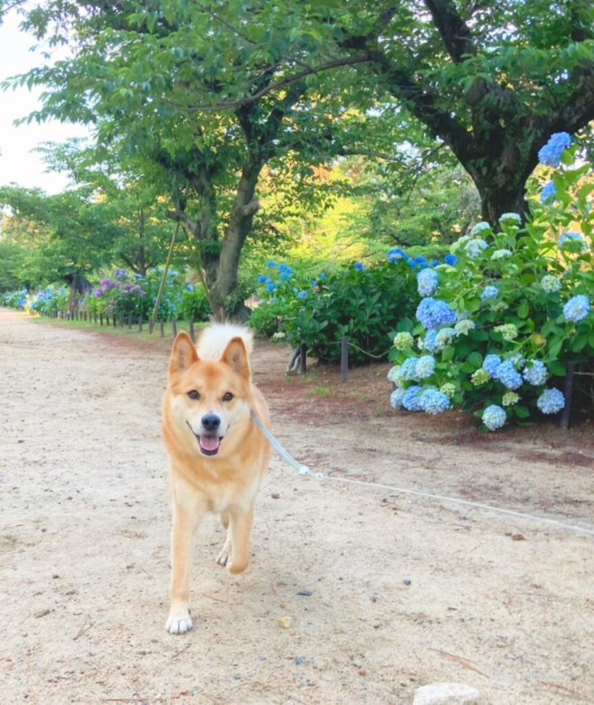 【実際の写真5枚】　投稿者さんが見た光景