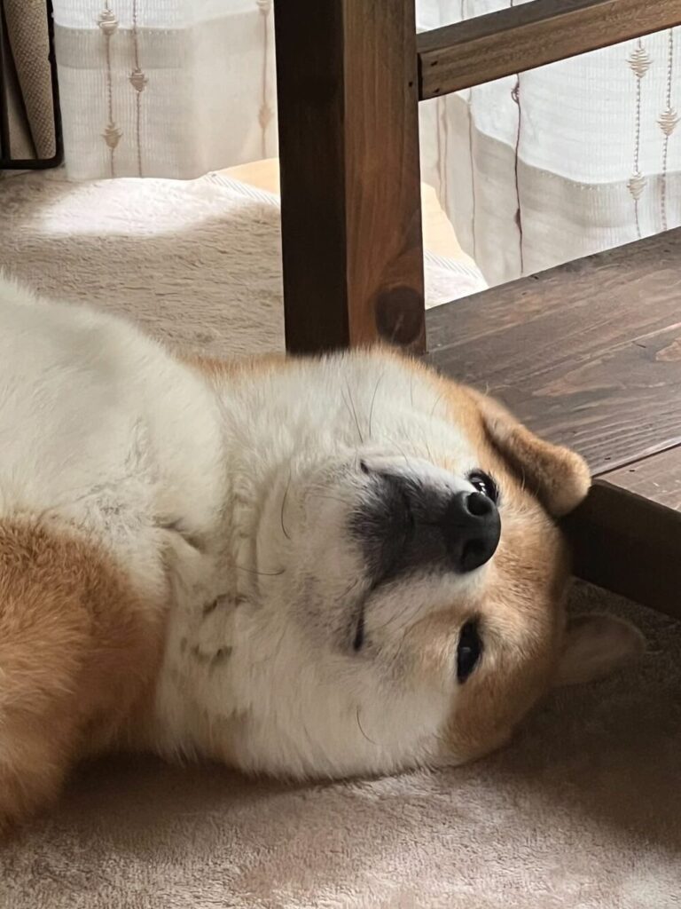 うっとりとした表情（@takahirosatohhさんより提供）