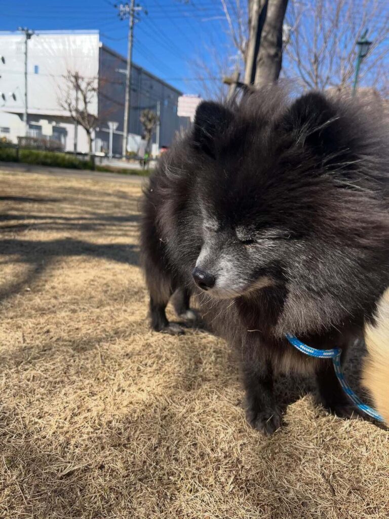 成長しても胸と毛先の白いところは残った（@kmayka_さんより提供）