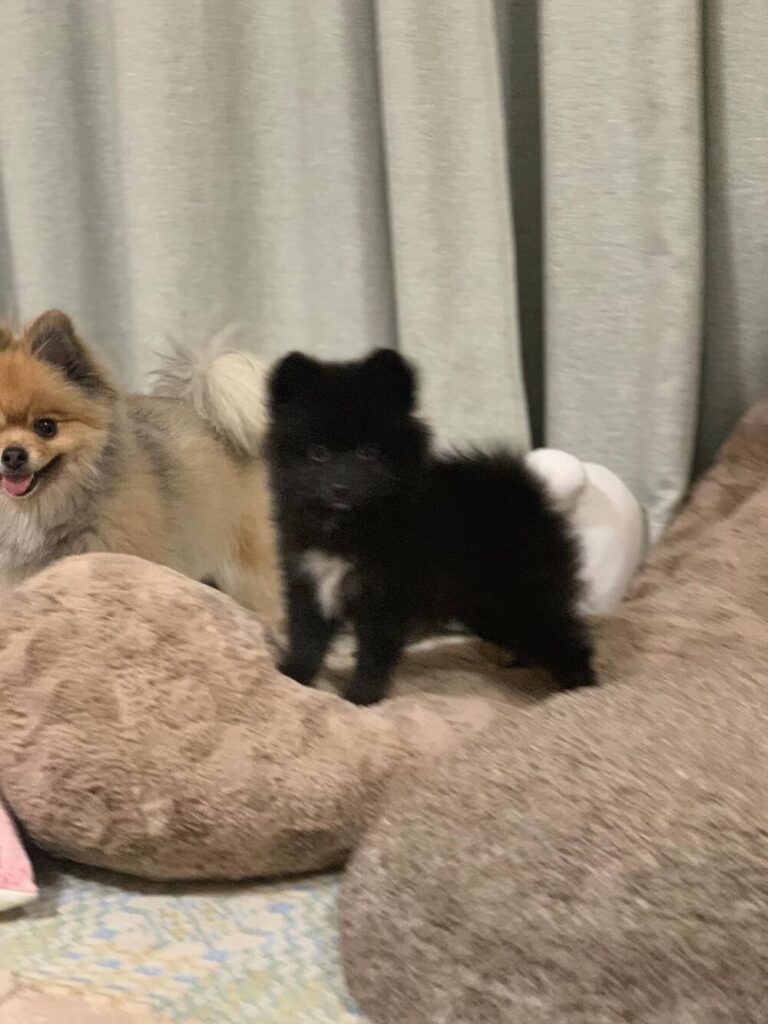 ツキノワグマみたいで可愛い（@kmayka_さんより提供）