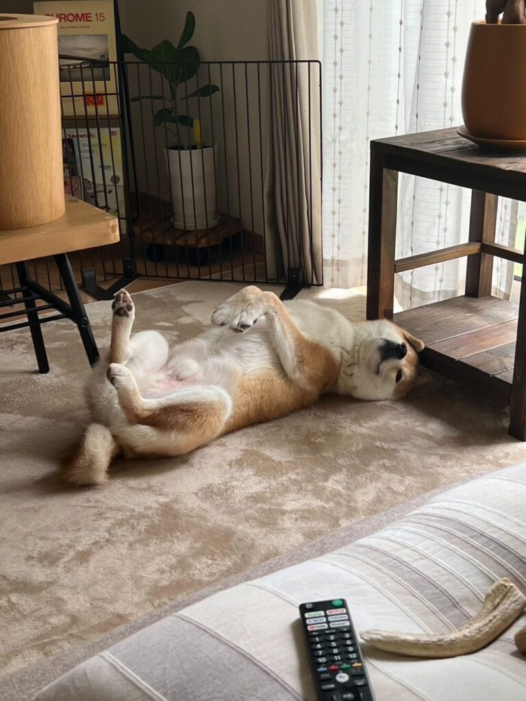 気持ちよさそうにリラックス（@takahirosatohhさんより提供）