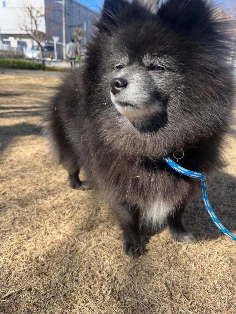 犬？それとも…？（@kmayka_さんより提供）