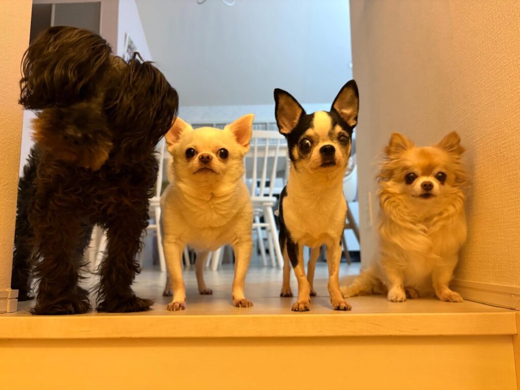 ワンちゃんたちのお出迎え（＠hattaaaaaaanさんより提供）