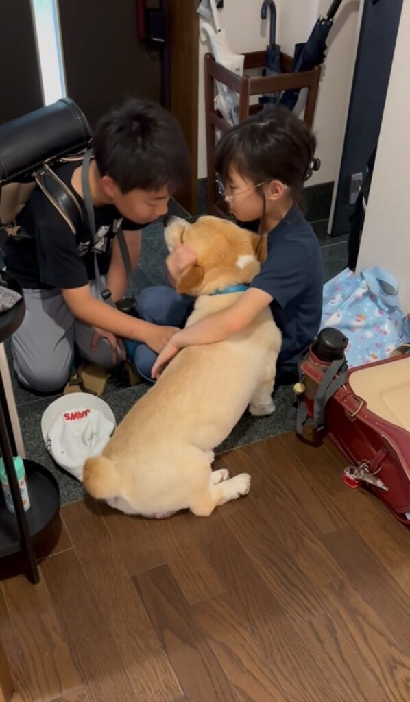 仲良し兄弟（@jino_corgiさんより提供）