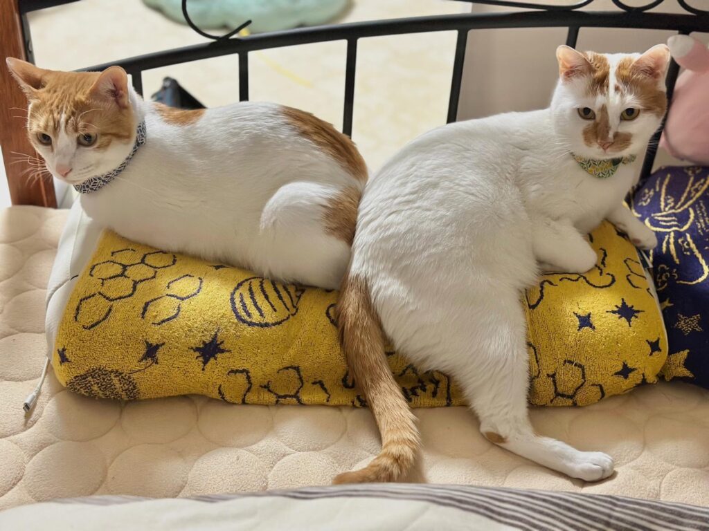 枕の上には…（＠a.iiharaさんより提供）