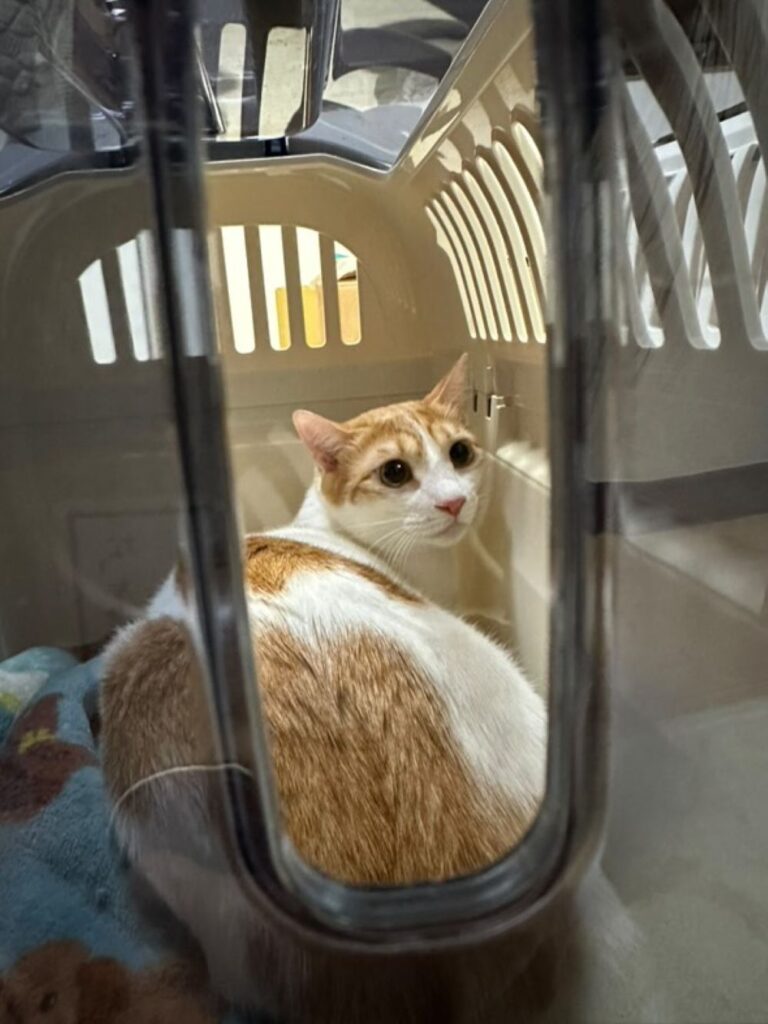 【実際の写真6枚】　　飼い主さんが見た光景