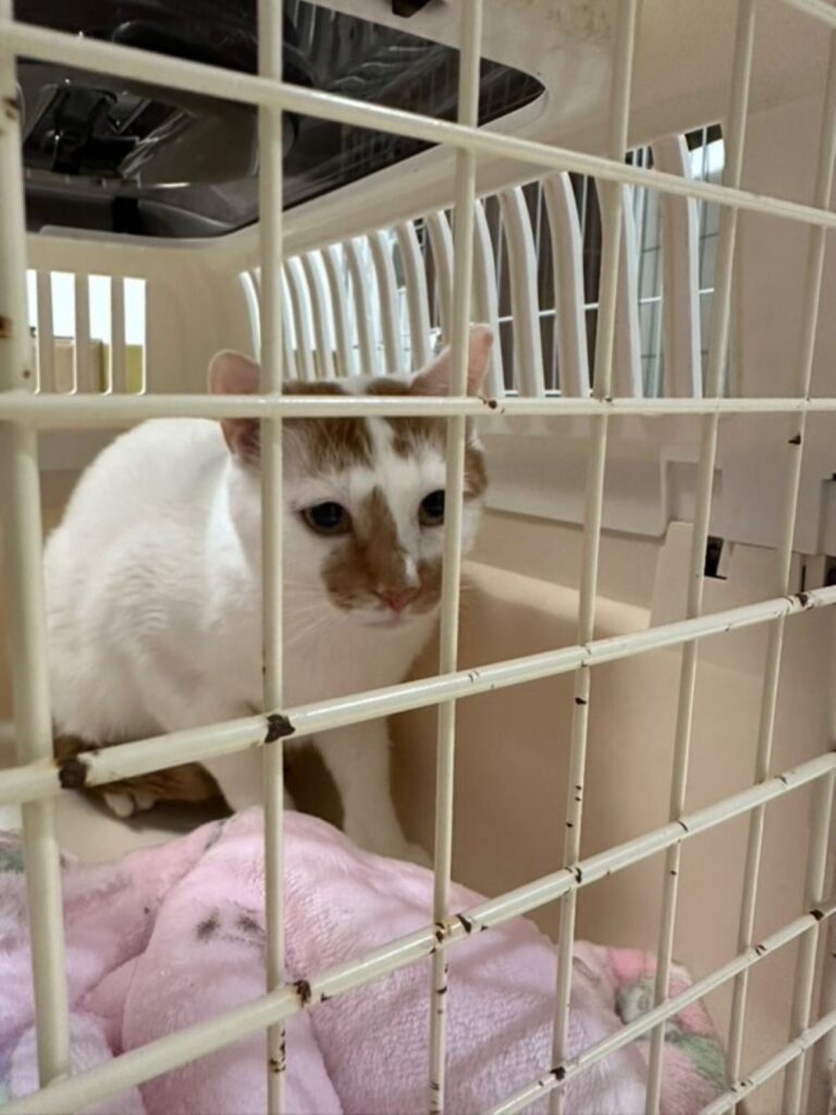 トライアル初日の様子②（＠a.iiharaさんより提供）