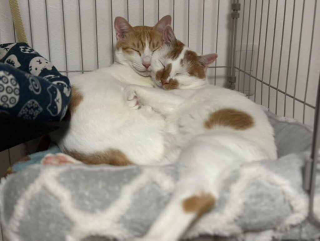 寄り添う2匹（＠a.iiharaさんより提供）