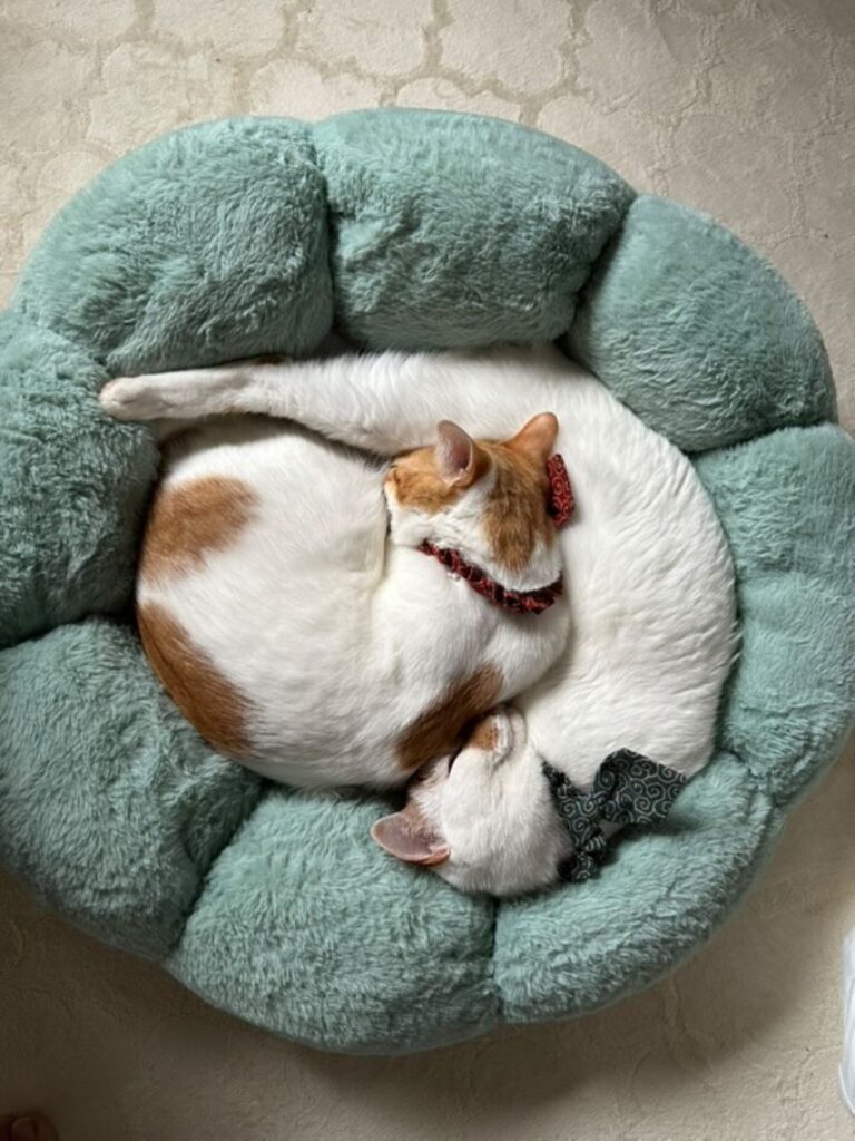 丸まって眠る2匹（＠a.iiharaさんより提供）