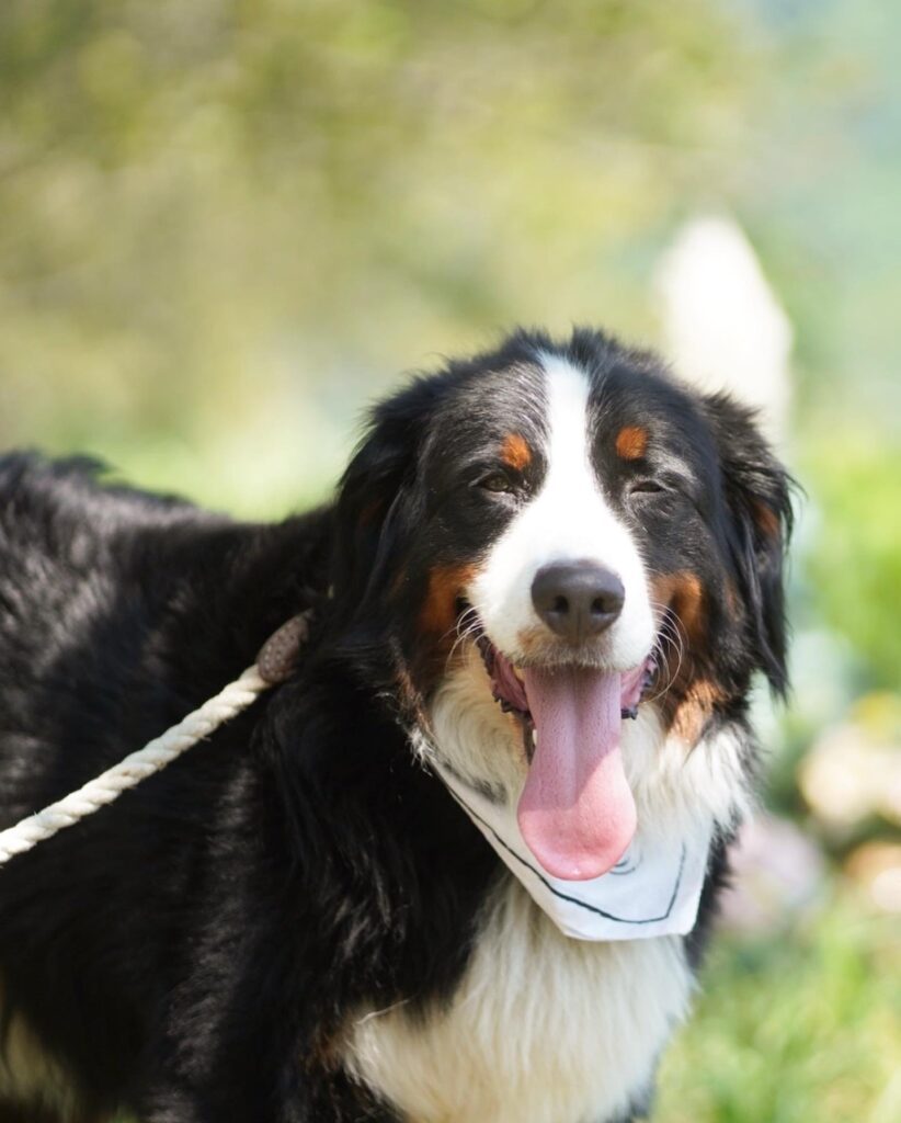 とらじろうくん（＠torachan_0830さんより提供）