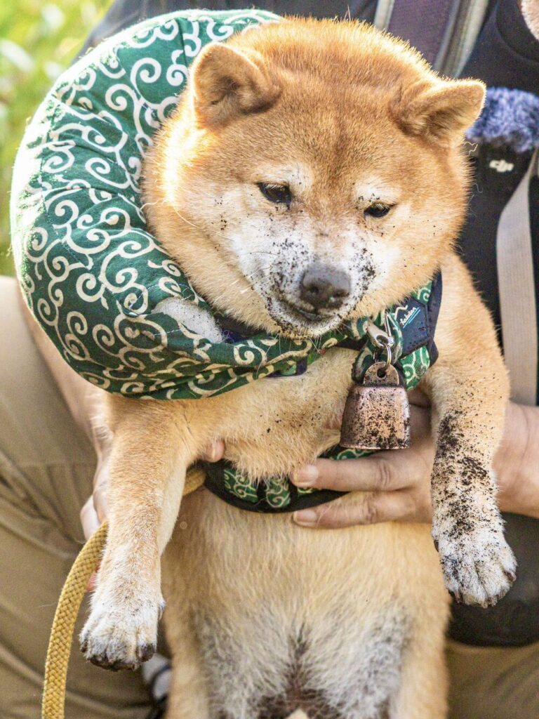 穴から引っ張り上げたらヒゲ模様に@takechiyo_shibaさんより提供）