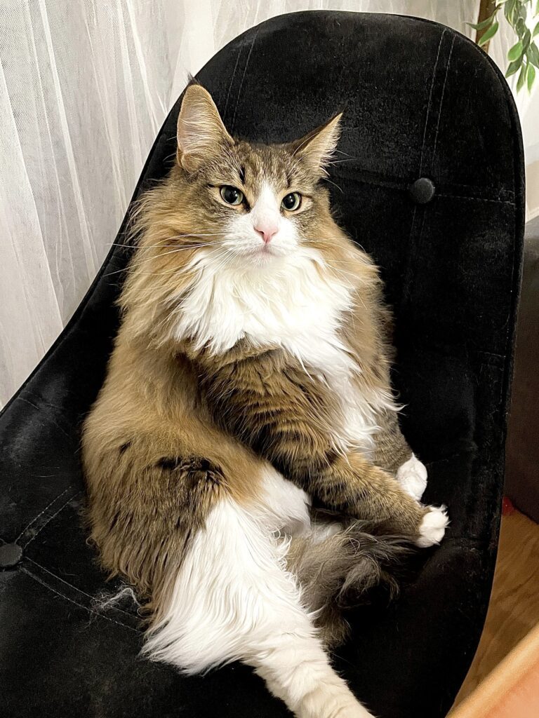 2歳の頃（＠shiroan_chanさんより提供）