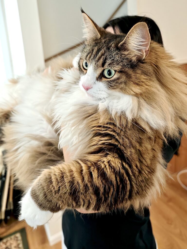 しろあんちゃん（＠shiroan_chanさんより提供）