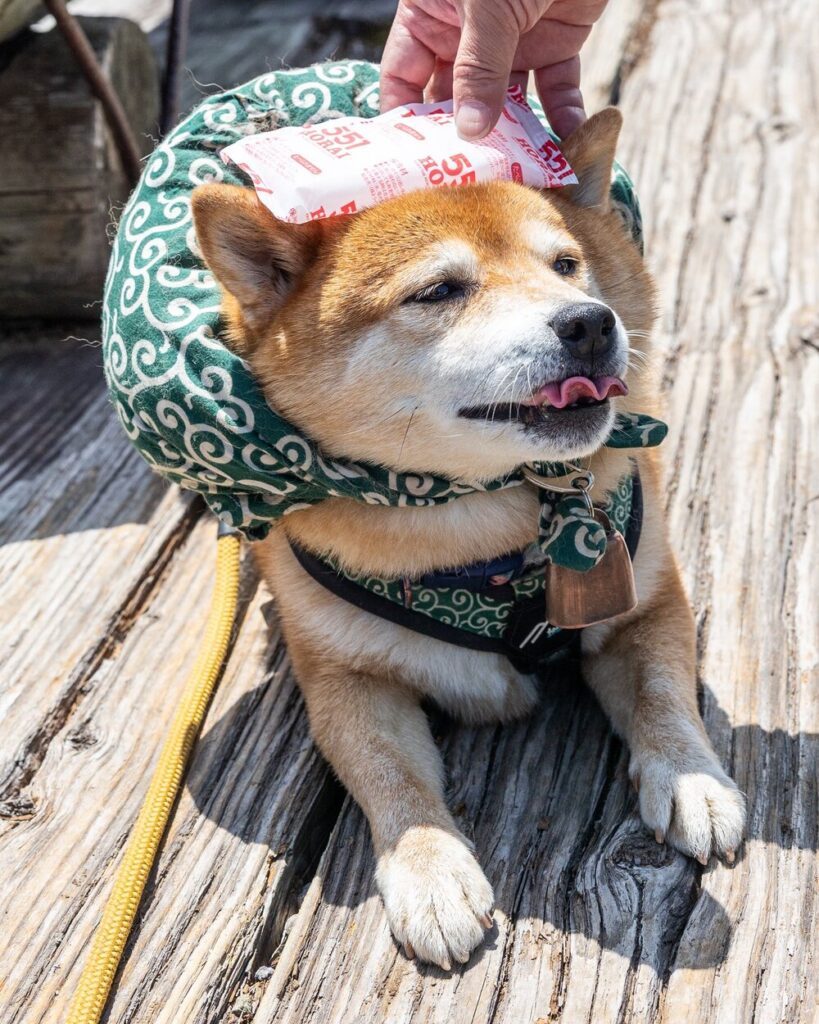 保冷剤がひんやり冷たい（@takechiyo_shibaさんより提供）
