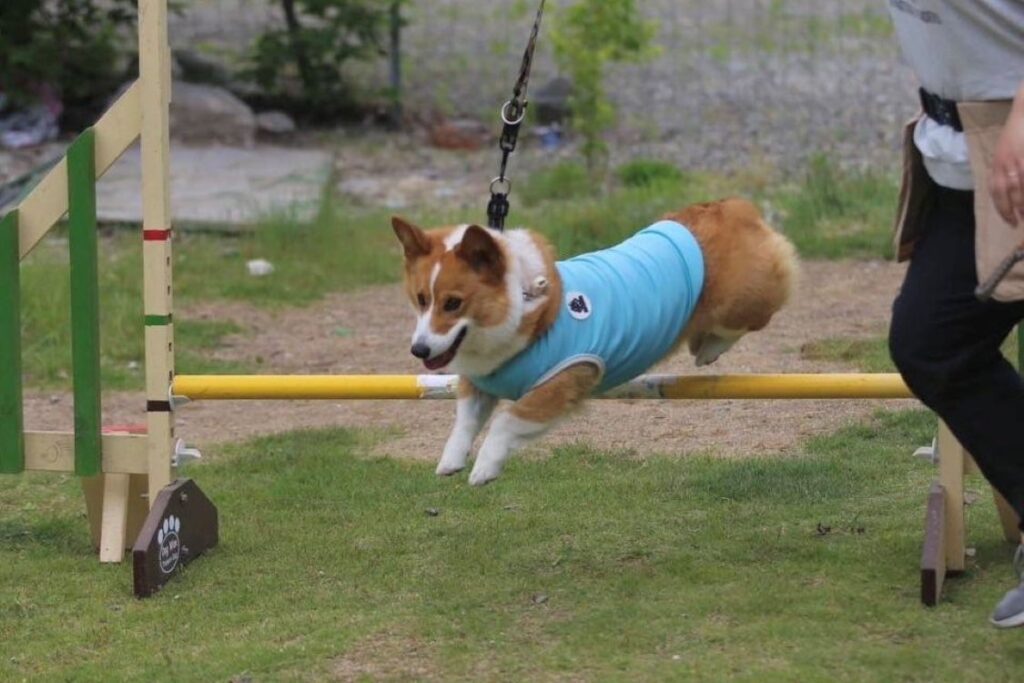 【実際の写真5枚】　飼い主さんが見た光景