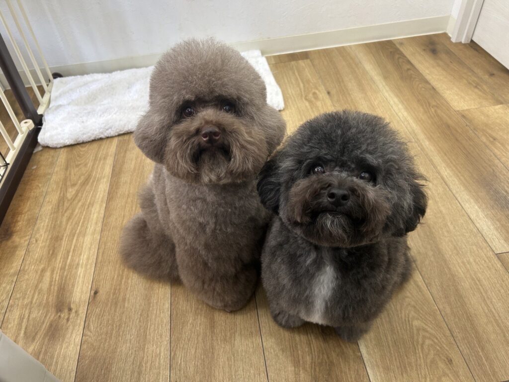 【実際の写真6枚】　飼い主さんが見た光景