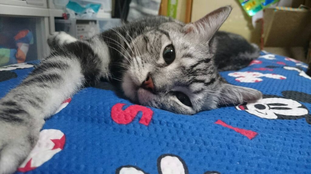 普段のシュシュくんの様子①（@n895359さんより提供）